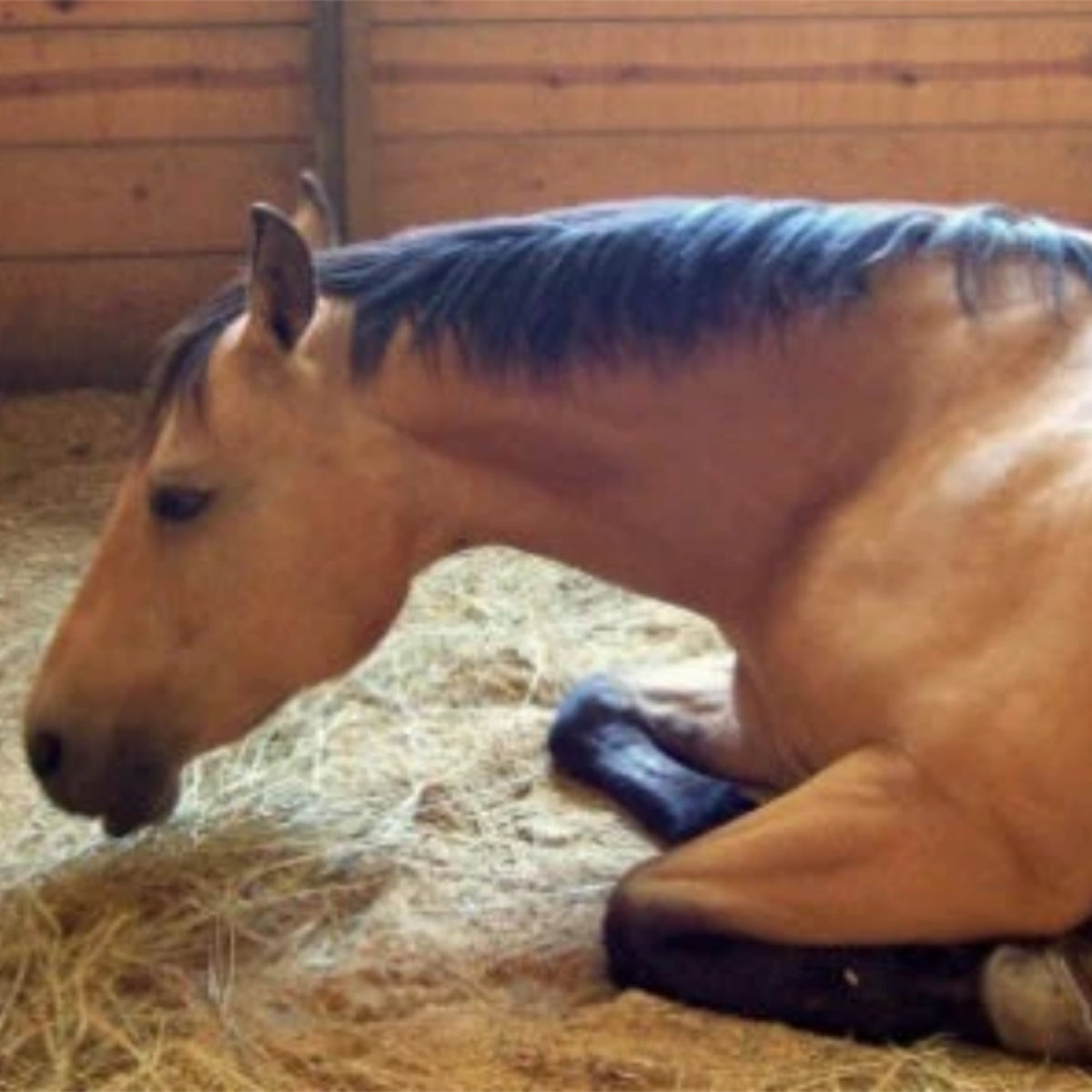 Hurd for Animal Bedding