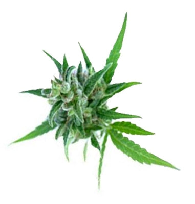 ORDER#: EO-10 Hemp Essential Oil, 10ml bottle