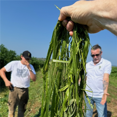 ORDER#: F-B1 100% Green Decorticated Fiber