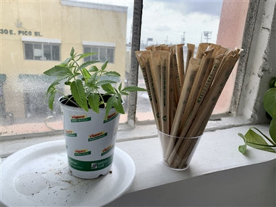 ORDER#: P-STRAW2 Hemp Plastic Straws, Individually Wrapped, Box of 500