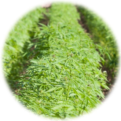ORDER#: SEED-03-PALLET American Hemp Grain Planting Seeds, Volume Pricing