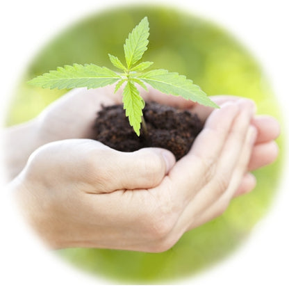 ORDER#: SEED-03-PALLET American Hemp Grain Planting Seeds, Volume Pricing