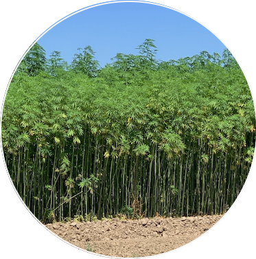 ORDER#: SEED-04E Han-J6 - Chinese Fiber/Grain Planting Seed, Mid latitude Range