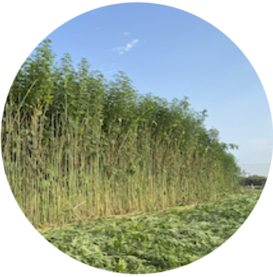 ORDER#: SEED-04J Yuma-S - Chinese Fiber/Grain Planting Seed, Mid Latitude Range